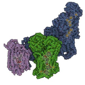 First complete architecture of respiratory supercomplexes in mammalian mitochondria determined