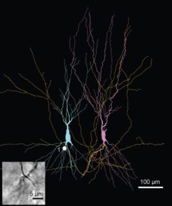 Reconstruction of a pair of synaptically connected CA3 pyramidal neurons. Inset shows a light-micrograph of the single synaptic contact that forms the connection.