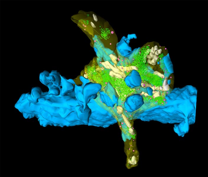 a 3D-volume reconstruction of an adult hippocampal mossy fiber bouton and its target structure