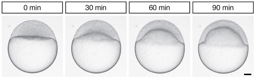 image of an embryonic zebra fish during doming