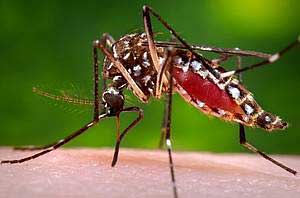 Mosquitoes infected with virus-suppressing bacteria could help control dengue fever