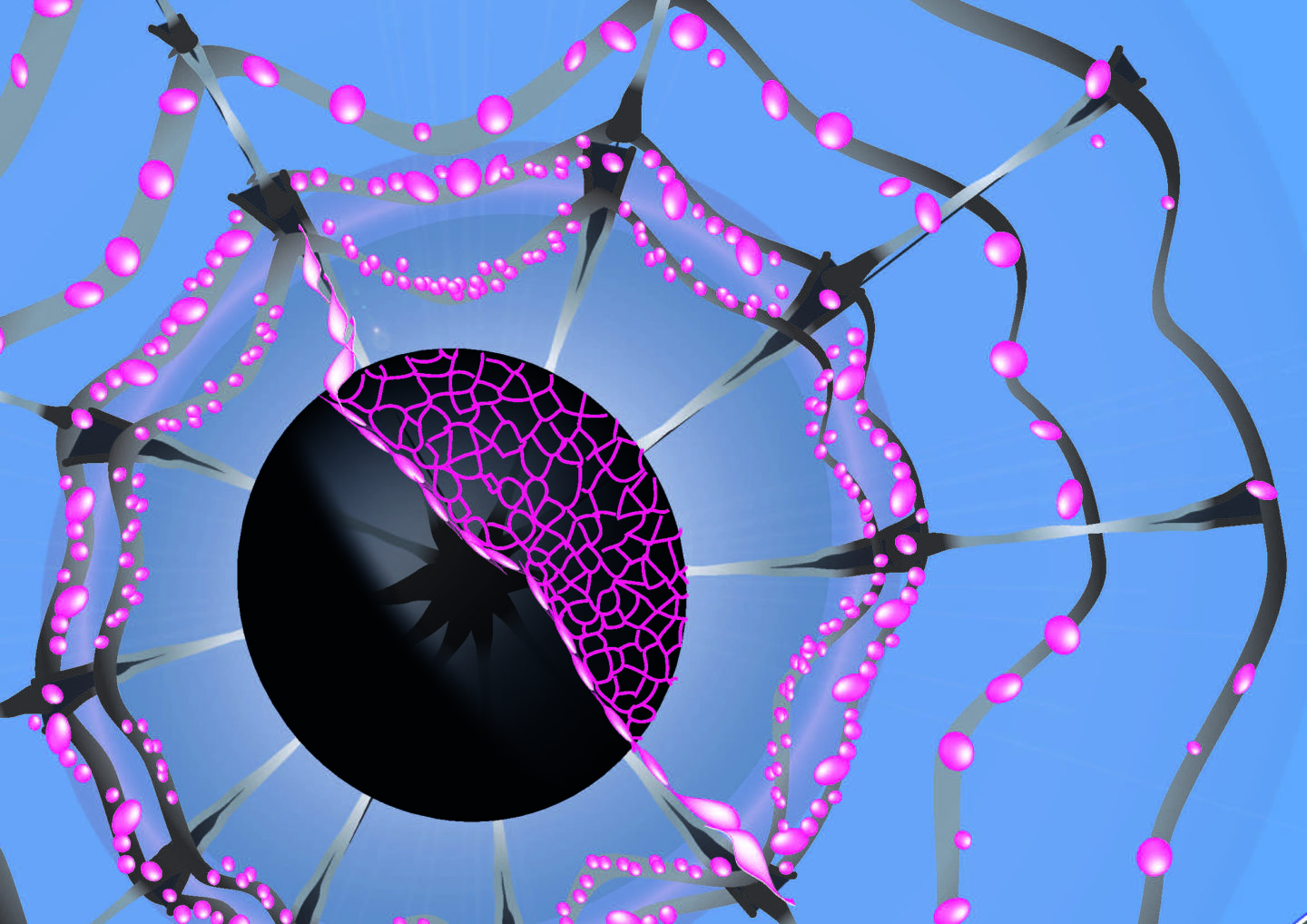 ZO-1 gastrulating zebrafish embryo