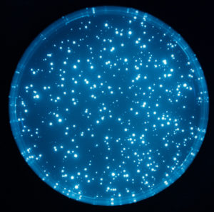 Flourescent E. coli populations in a Petri dish. © IST Austria – Guet group