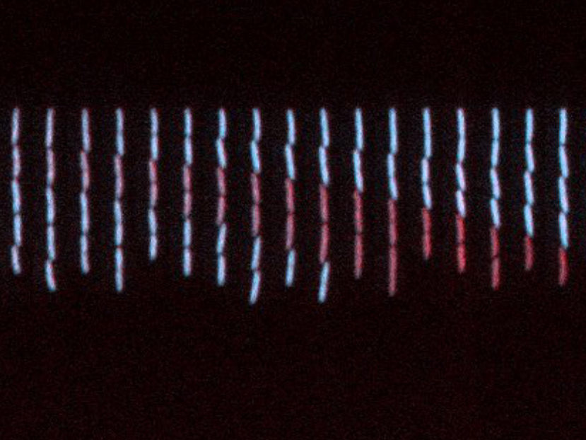 Microscopy time-lapse pictures of E. coli cells growing in a microfluidics channel (from left to right), undergoing gene copy number mutations (high intensity of blue fluorescence: high copy number; low intensity of blue fluorescence/red fluorescence: low copy number) © IST Austria – Guet group