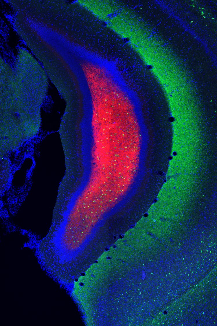 Layers of the hippocampus. The mossy cell bodies are red, interneuron cells connecting neurons are green, and other neurons are blue. © Ryuichi Shigemoto