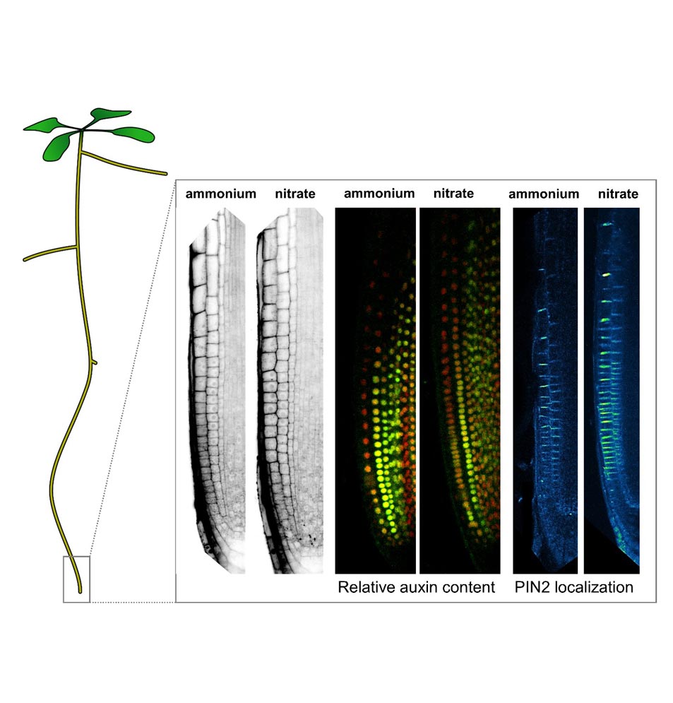 The picture shows the differences in cell lengths, relative auxin content and the localization of the PIN2 auxin transporter between neighboring cell files in Arabidopsis root tip supplemented with ammonium vs. nitrate. © Krisztina Ötvös / IST Austria.