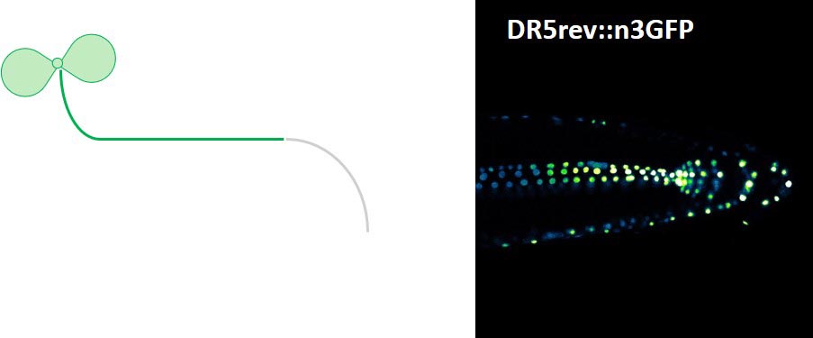 To develop along the gravitation factor – leaves toward the sun and roots toward the center of the earth – the plant hormone auxin has to be asymmetrically distributed within the root, indicated by a DR5rev::n3GFP fluorescent auxin reporter. © Shutang Tan / IST Austria