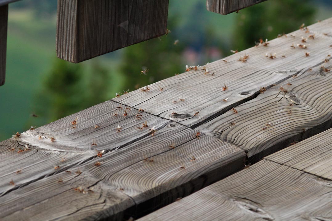 Ants take off for their nuptial flight. © Florian Strahodinsky/IST Austria