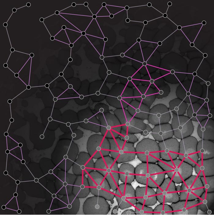 Bei der Entwicklung von Embryonen sowie bei metastasierenden Tumoren zeigen sich drastische Veränderungen der Materialeigenschaften des Gewebes. Mithilfe eines Konzept aus der Materialwissenschaft können Phasenübergänge in Zebrafischembryos genauer untersucht werden. Das Bild zeigt eine Konnektivitätskarte des frühen Zebrafischembryos, wobei die starren Bereiche in Magenta hervorgehoben sind. © Nicoletta Petridou, Bernat Corominas-Murtra, IST Austria