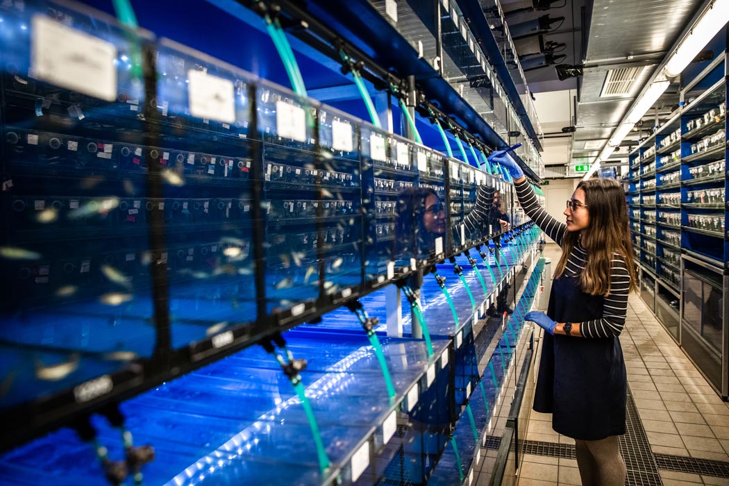 A PhD-student of the Heisenberg group attends to the zebrafish the group uses as model organisms. © Nadine Poncioni, IST Austria