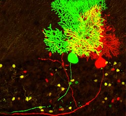 MADM image depicting cerebellar Purkinje cells IST Austria 2014