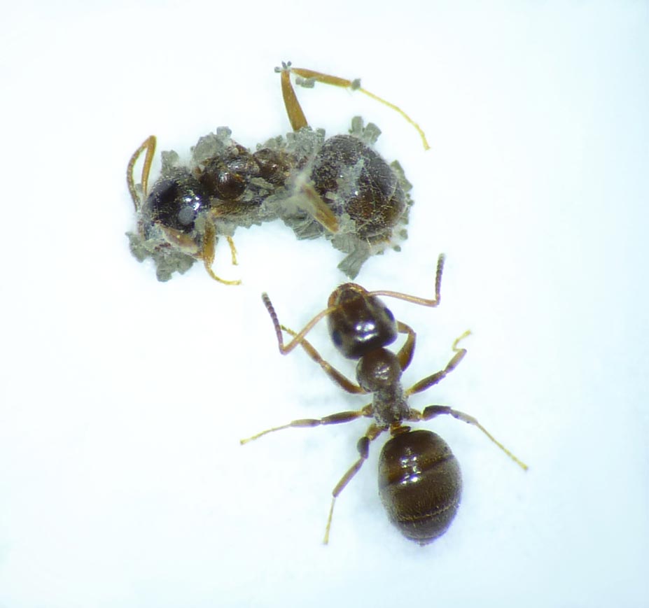 Photo of garden ant worker in contact with sporulating cadaver of fungus Metarhizium (© Matthias Konrad)