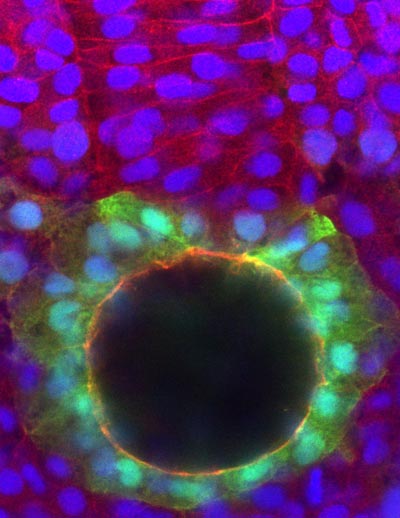 Kupffer’s vesicle in zebrafish embryos at 12 hours after fertilization