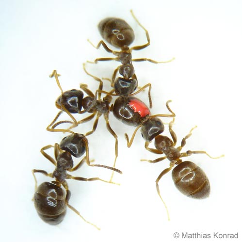 Micro-infections promote social vaccination in ant societies
