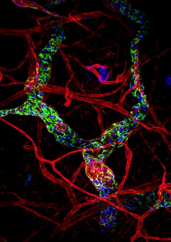 Microscopic image of blood vessels, lymphatic vessels and Chemokin CCL21 IST Austria