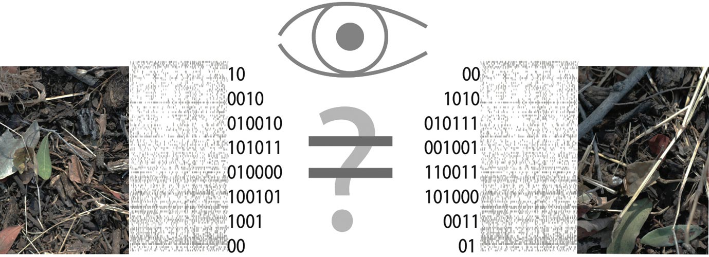 Image of visual scenes converted into neuronal firing trains in retina