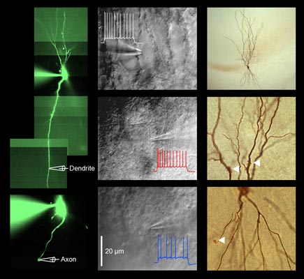 New insight in dendritic computation