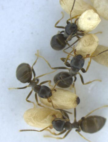 Photosof garden ants during sanitary  IST Austria 2012brood care