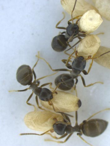 Photosof garden ants during sanitary IST Austria 2012brood care