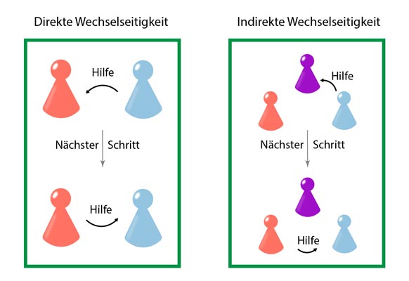 Darstellung der direkten und indirekten Wechselseitigkeit. Direkte Wechselseitigkeit: Zuerst hilft Blau Rot. Im nächsten Evolutionsschritt der Simulation merkt sich Rot das und hilft nun Blau. Indirekte Wechselseitigkeit: Zuerst hilft Blau Violett und Rot beobachtet das. Im nächsten Evolutionsschritt weiß Rot um den guten Ruf von Blau und hilft nun auch ihr. © Laura Schmid