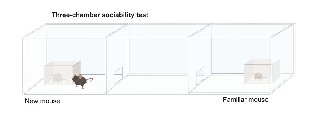 The three-chamber sociability test