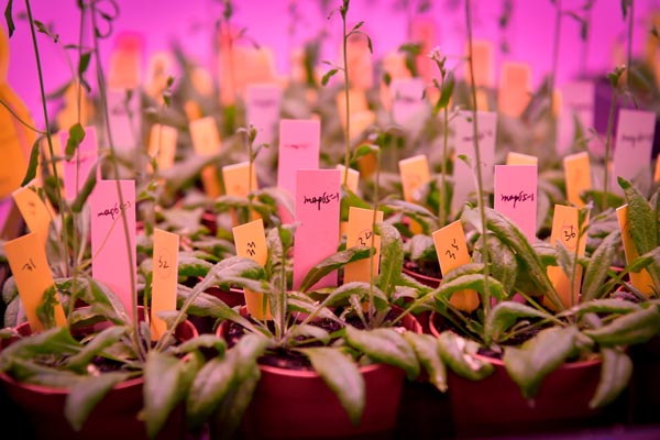 Arabidopsis thaliana growing in the in vivo room. (c) Robert Herbst/IST Austria