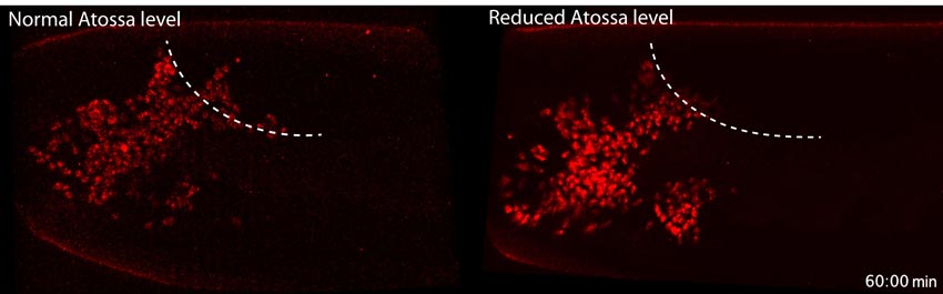 Successful and hindered cell invasion. The ISTA researchers showed that after sixty minutes immune cells (red) with the protein Atossa (left) move faster across the germband (dotted line) in a fruit fly embryo than with reduced Atossa levels (right). © ISTA 