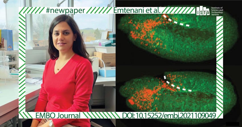 Cell biologist Shamsi Emtenani. Lead author Emtenani described the master regulator Atossa for the first time, proving the mechanism by which it boosts intracellular energy production. © Mariana Guarda/ISTA