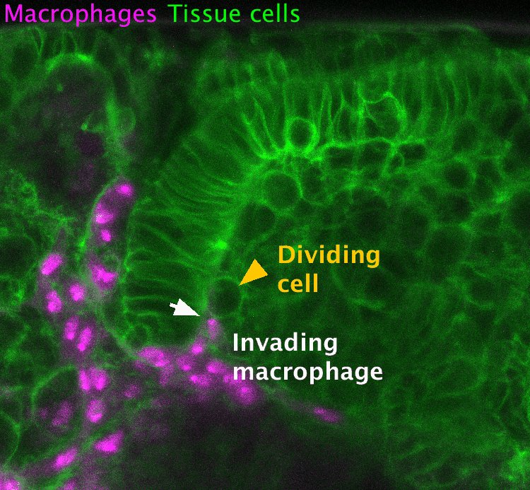 Immune Cells Enter Tissues (c) Maria Akhmanova ISTA