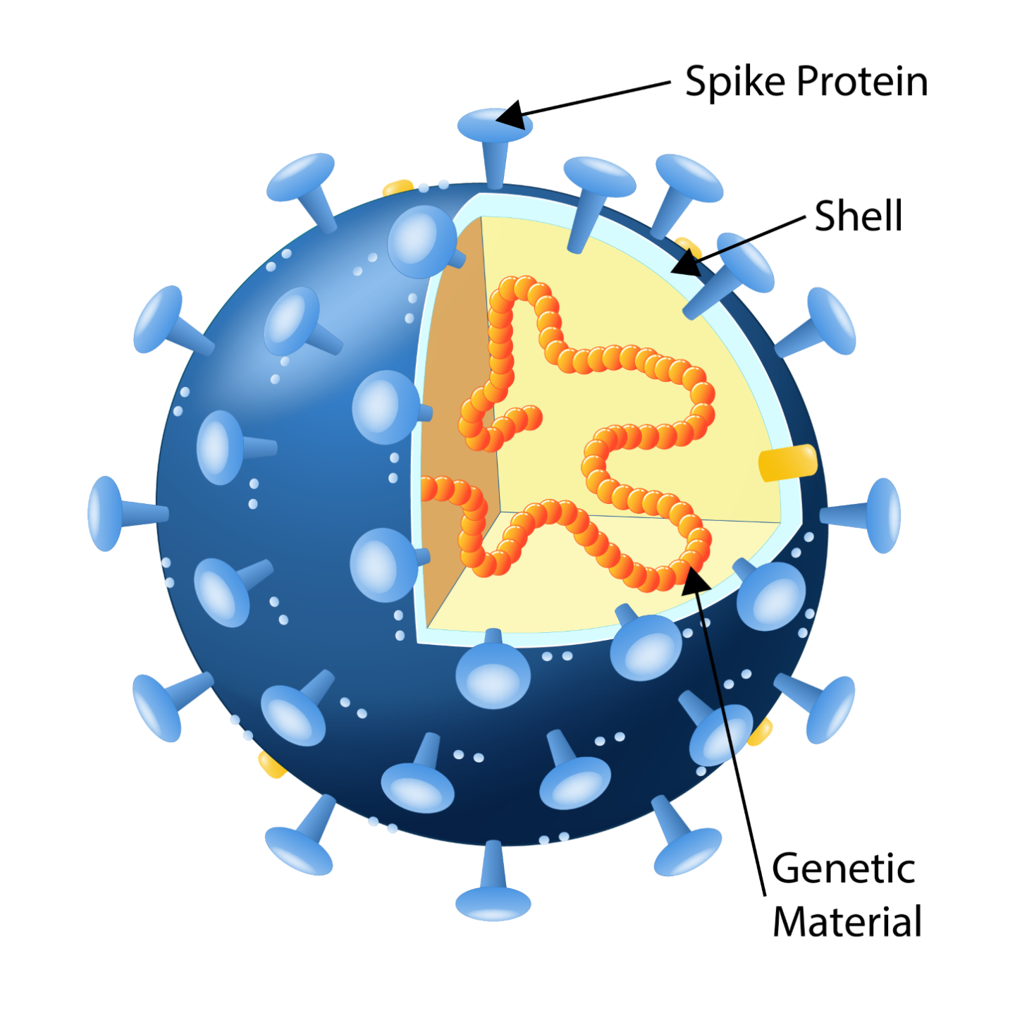 Corona Virus Structure EN (c) Shutterstock
