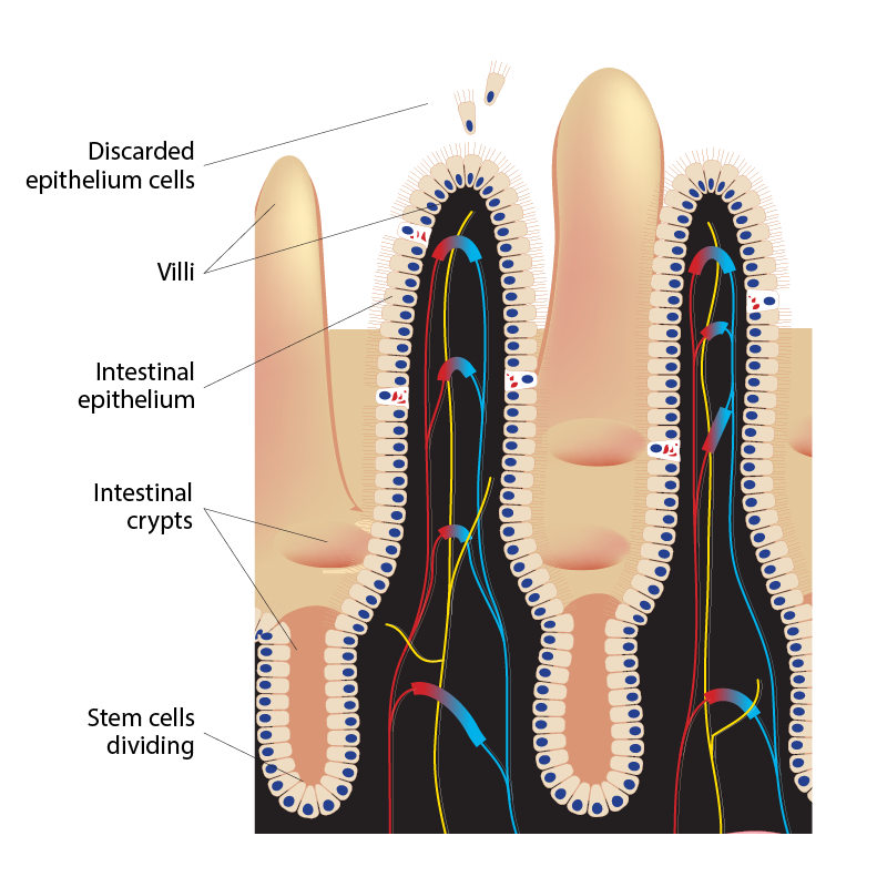 Intestinal Crypts And Villi Scheme (c) Shutterstock Edited EN