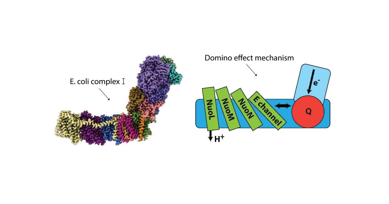 Bacterial complex I Structure. E. coli complex I EM density coloured by subunit (right) Graphic depicting domino effect mechanism. © Leonid Sazanov /ISTA