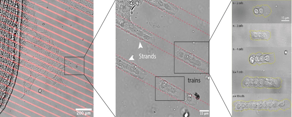 Movie Snapshots EN (c) Vercurysse, Brückner Et Al. Nature Physics V1