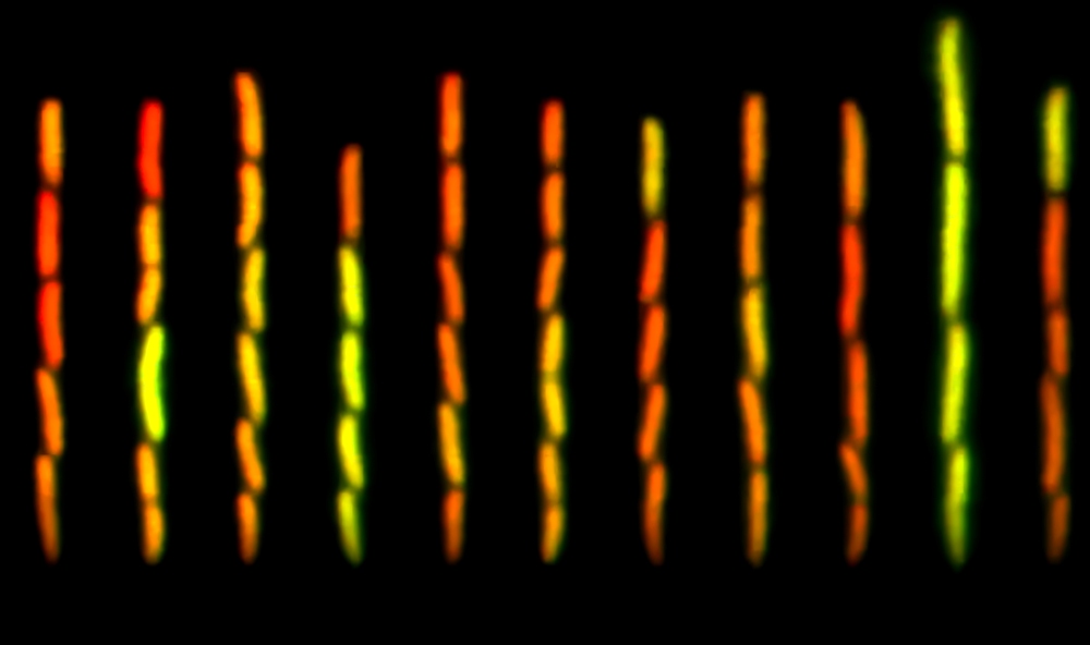 Differences in the pulsatile expression of the mar system visualized in various engineered E. coli bacteria using fluorescence.