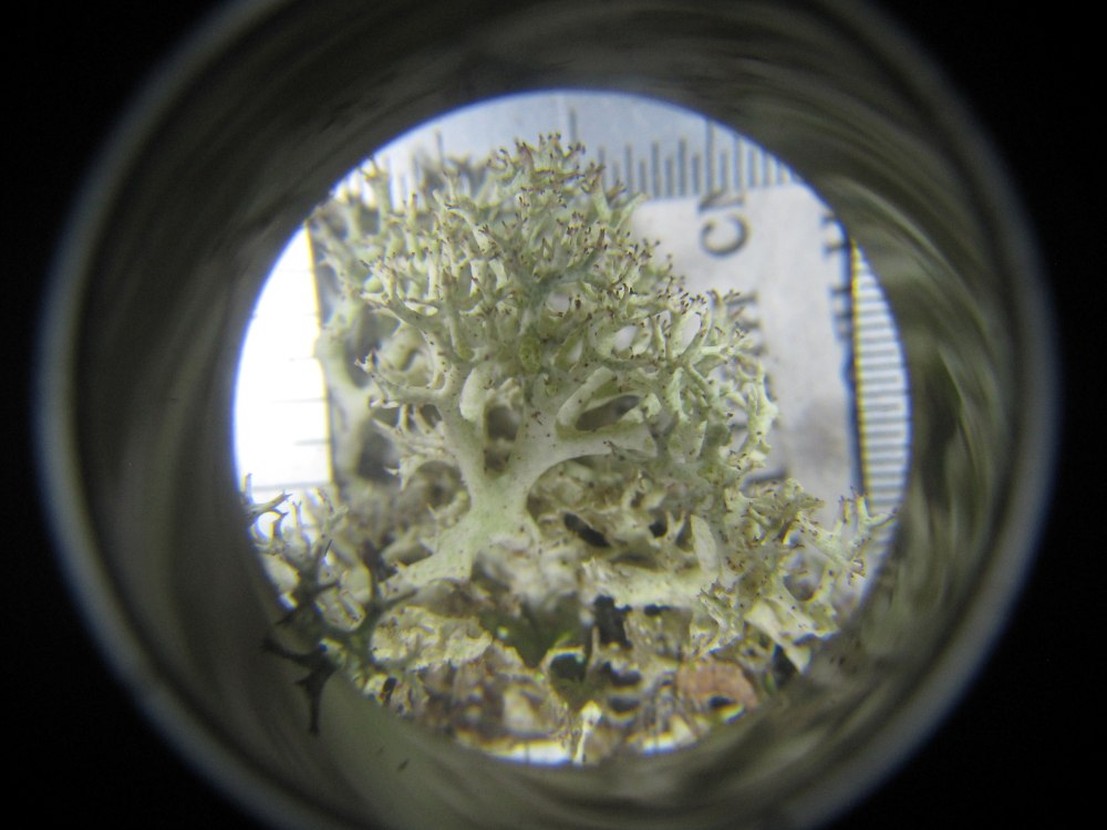 Lichen under the microscope.