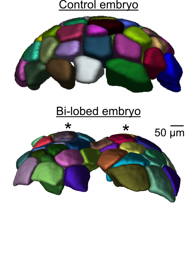 Embryo representation. At the top is a normal embryo with a single lobe, which is a hemispherical cluster of cells (shown in different colors). The cells near the top of this lobe are usually the largest, and this is where the mitotic waves begin. Below is a bi-lobed embryo, which is the result of a mechanically manipulated zygote, resulting in two lobes and consequently two mitotic waves.