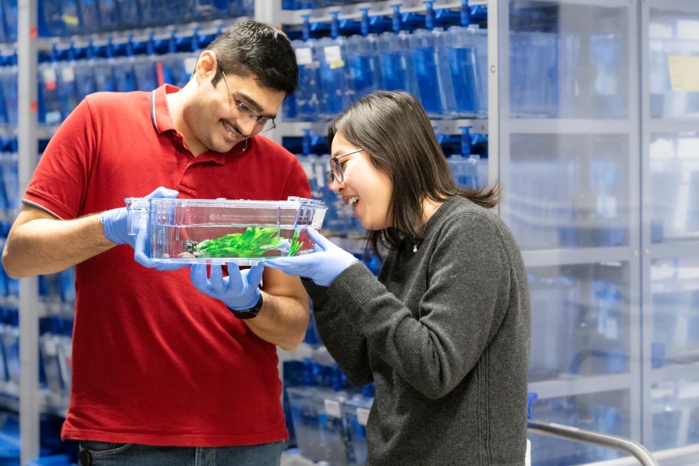ISTA’s Nikhil Mishra and Yuting Irene Li are looking for tiny striped zebrafish hiding behind seagrass.