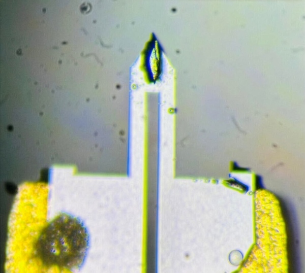Eine UTe₂‑Probe, montiert auf einem kleinen Hebel. Diese Probe wird einem Magnetfeld ausgesetzt, das sich innerhalb eines Zehntels einer Sekunde von 0 auf 60 Tesla und zurück verändert – so schnell wie ein Wimpernschlag.