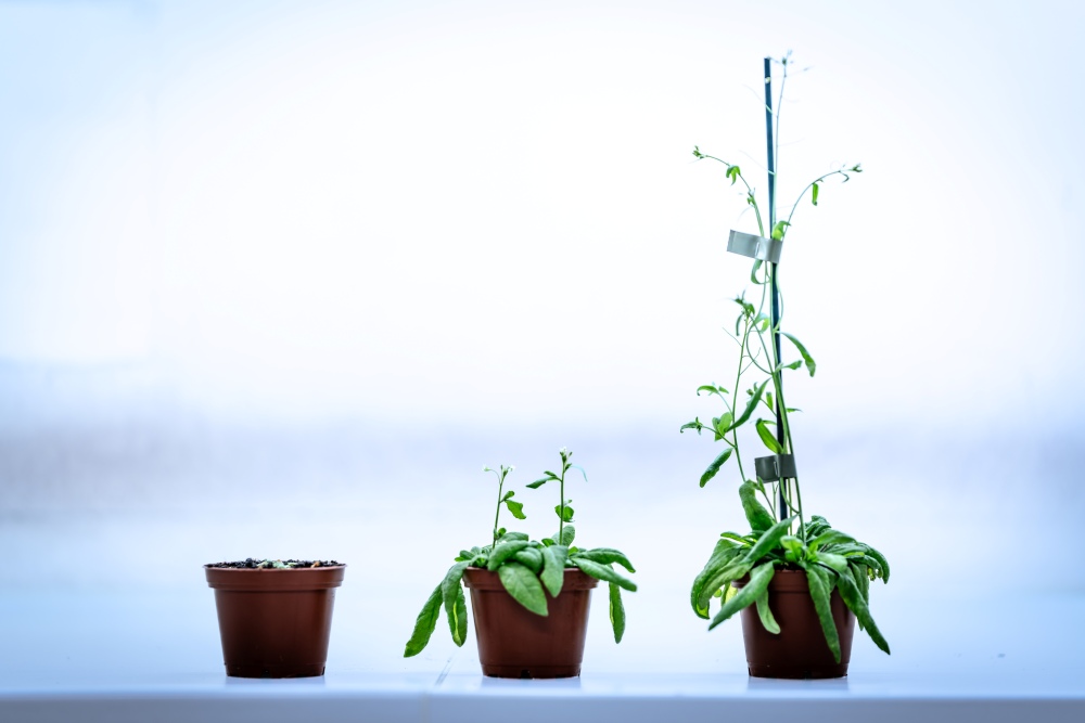 Ackerschmalwand-Pflanzen (Arabidopsis thaliana) in verschiedenen Entwicklungsstadien.