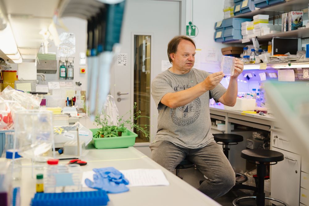 ISTA-Professor Jiří Friml im Labor.