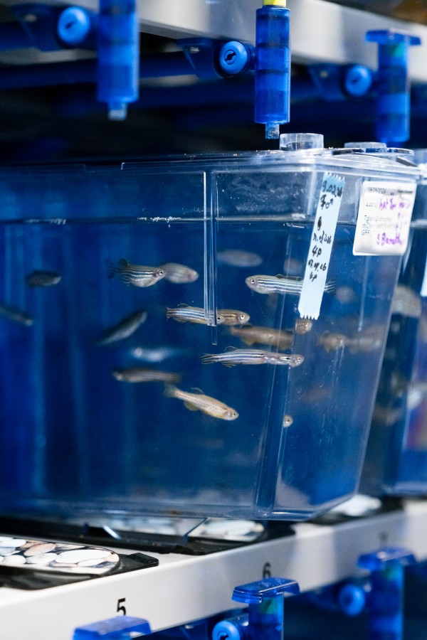 Zebrafish in ISTA’s Aquatics Facility.