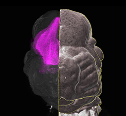 Main image for article