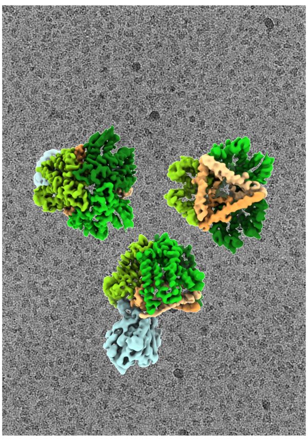 Cryo‑EM reconstruction. Tat complex in different orientations, with individual components shown in different colors. The background displays a raw cryo‑EM image used to calculate the density map—in total, about 10,000 images were analyzed.