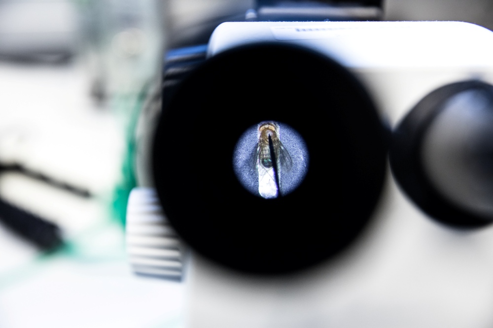 A fruit fly under a microscope.