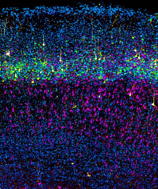Projection neurons in the mouse cerebral cortex.